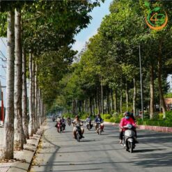 Cây dầu rái công trình