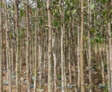 Cây dầu lớn
