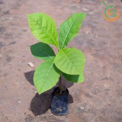 Cây giá tỵ (gỗ tếch)