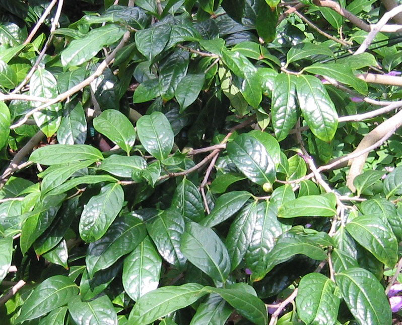 Cây gỗ nhỏ