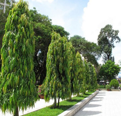 Cây hoàng nam