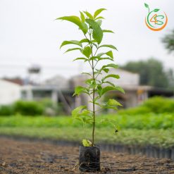 Cây hoàng yến
