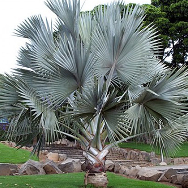 Cây kè bạc