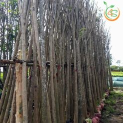 Cây kèn hồng công trình