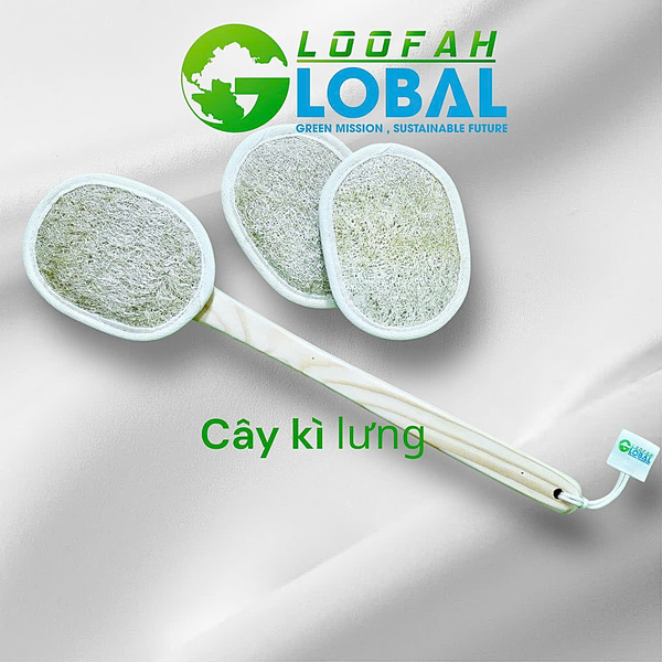 Cây kì lưng xơ mướp