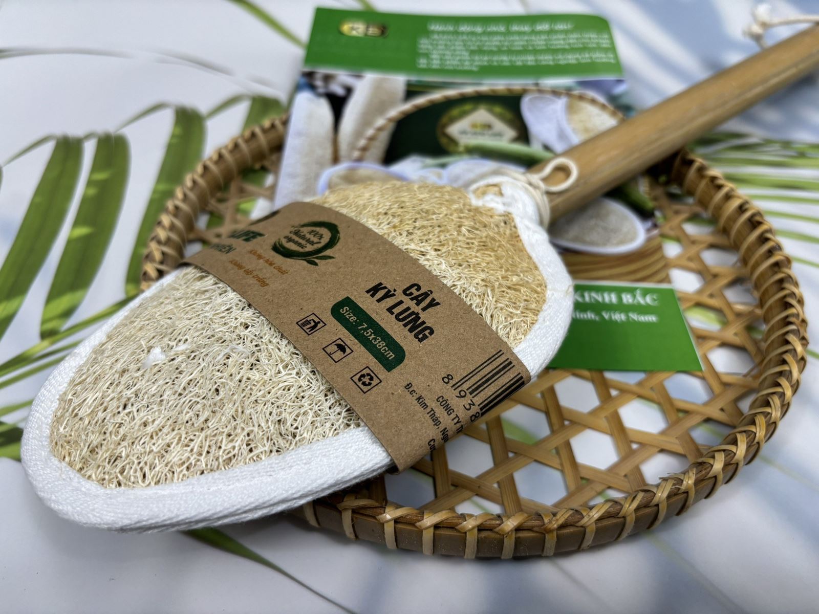 Cây Kỳ Lưng Xơ Mướp