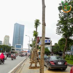 Cây lát hoa công trình