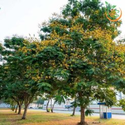 Cây lim xẹt công trình