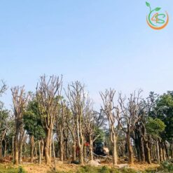Cây lộc vừng công trình
