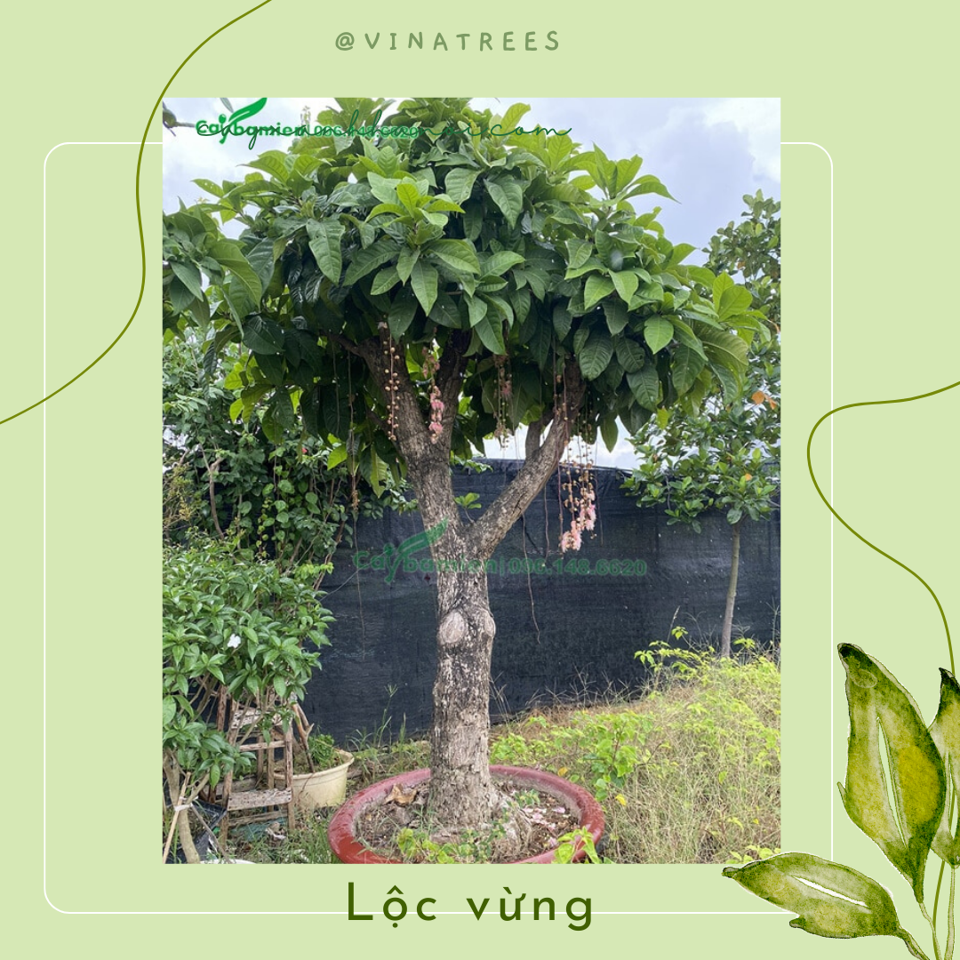 Cây lộc vừng to