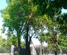 Lộc vừng lớn