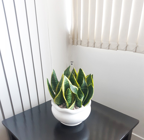 Cây lưỡi hổ nhỏ