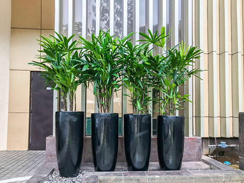 Cây mật cật