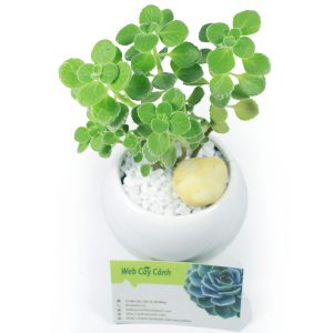 Cây cảnh