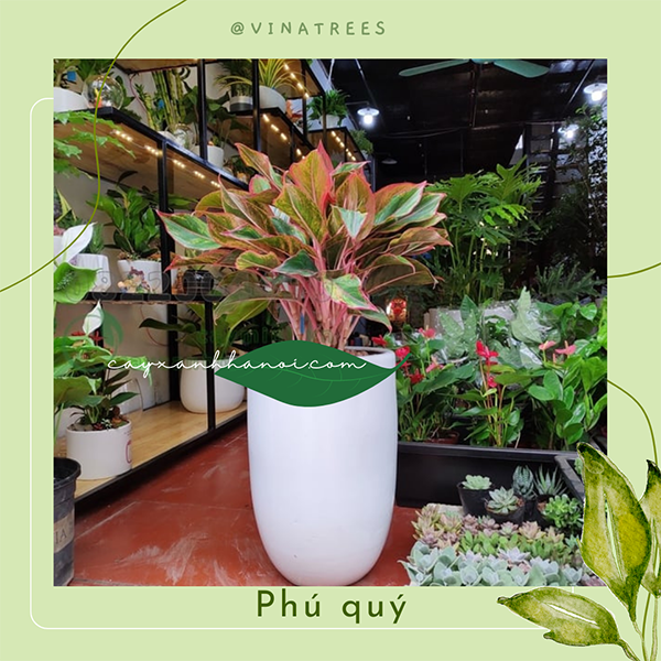 Cây phú quý