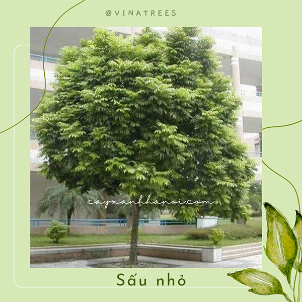 Cây sấu nhỏ