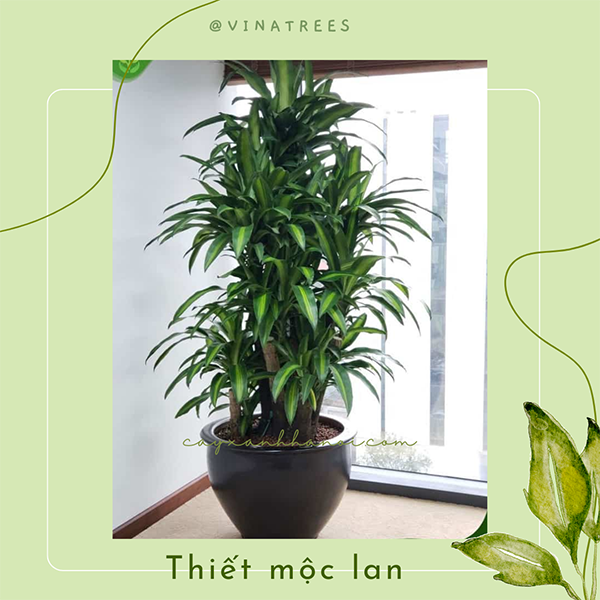 Cây thiết mộc lan