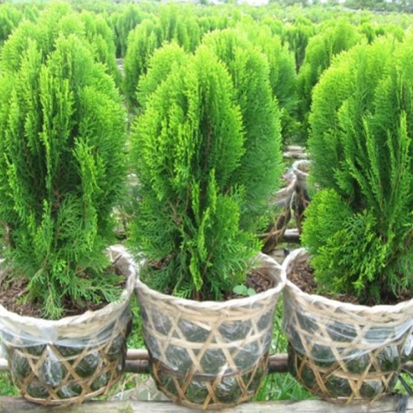 Cây trắc bách diệp