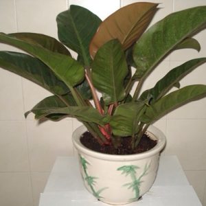 Câu trầu bà để nâu