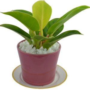 Câu trầu bà để vàng