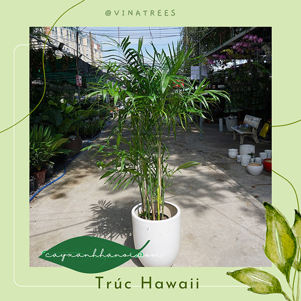 Cây trúc Hawai
