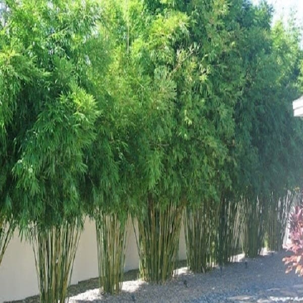 Cây trúc xanh