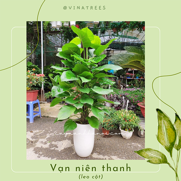 Cây vạn niên thành cột