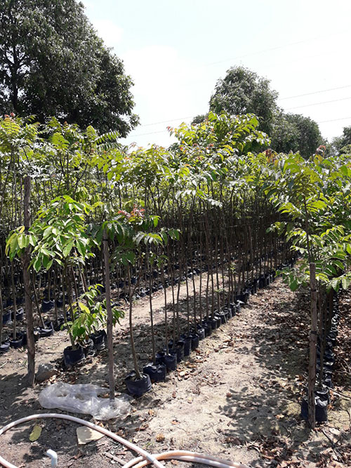 Cây xanh các loại