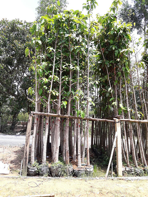 Cây xanh