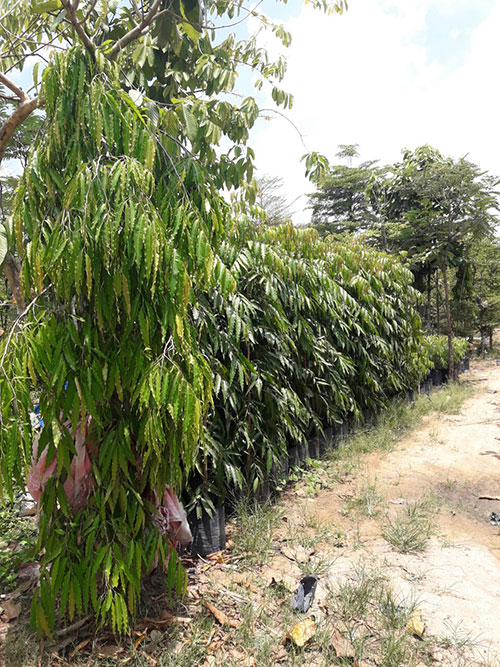Cây xanh