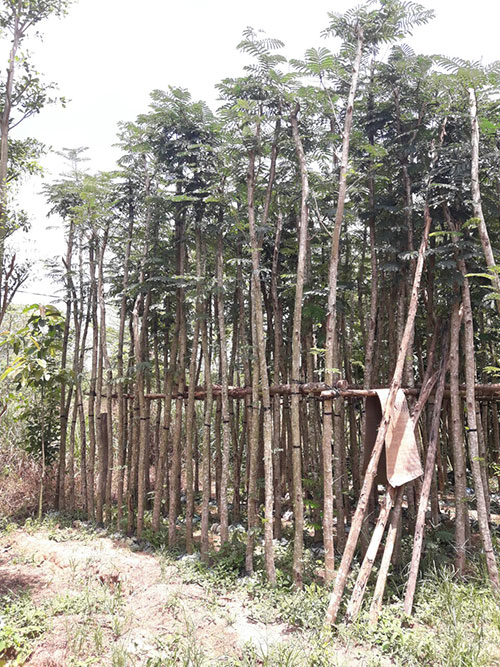 Cây xanh