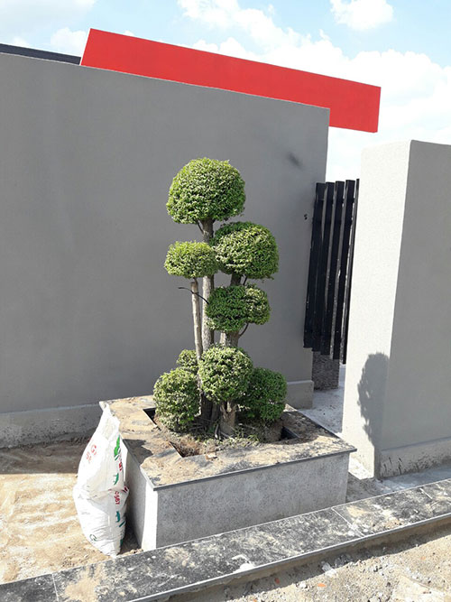 Cây xanh trường học