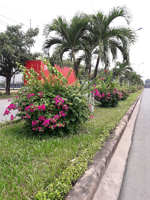 Cây xanh đô thị