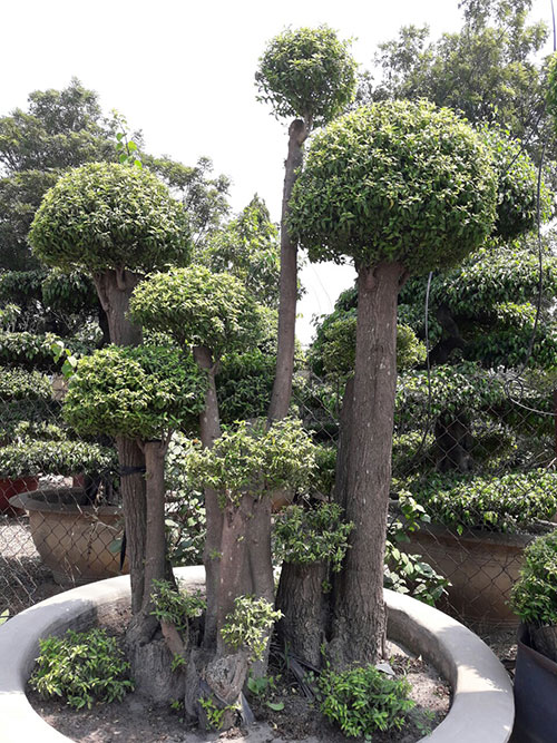 Cây xanh sân vườn