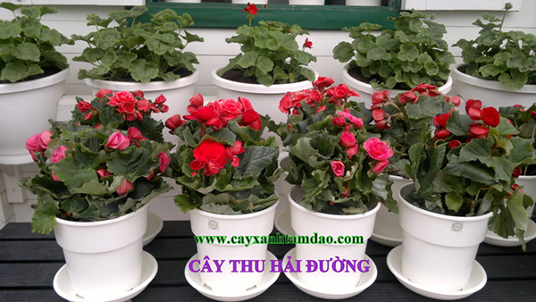Cây giống