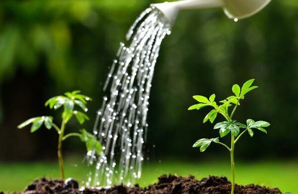 Dịch vụ chăm sóc cảnh quan khuôn viên sân vườn