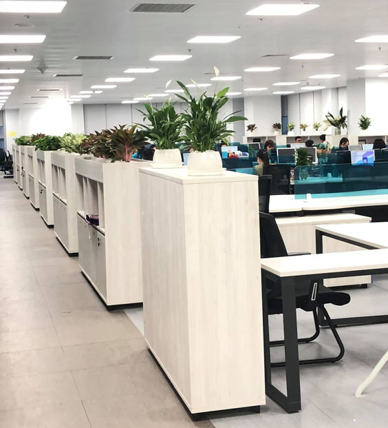 Chăm sóc cây cảnh văn phòng