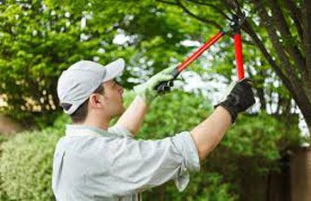 Chăm sóc sân vườn