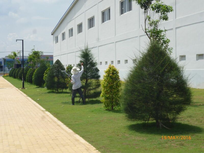 Chăm sóc, bảo dưỡng cảnh quan sân vườn
