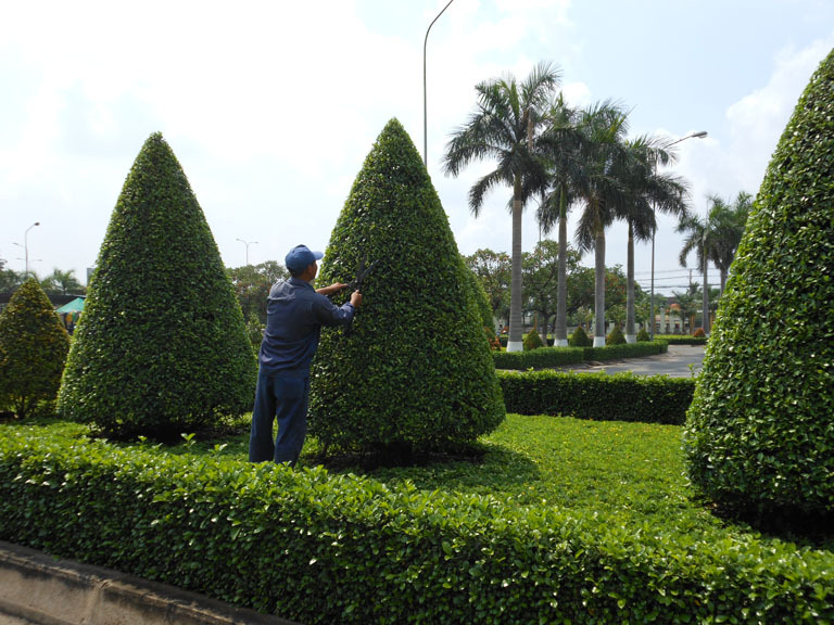 Chăm sóc, bảo trì, bảo dưỡng cây xanh công ty