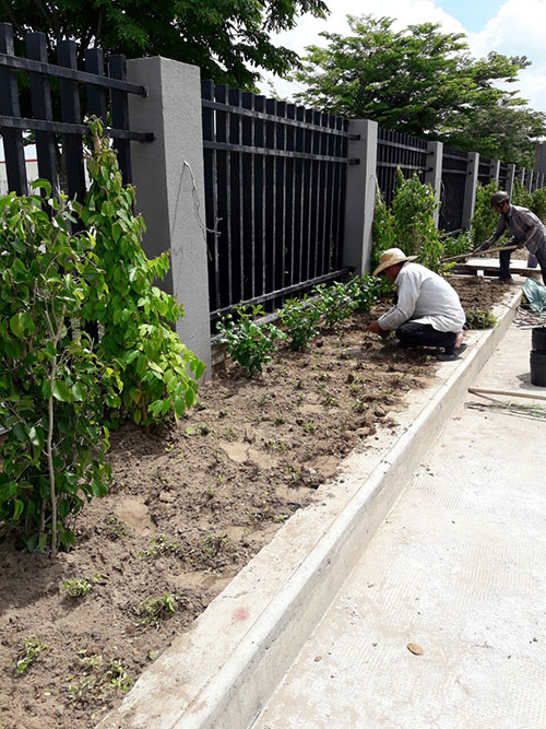 Dịch vụ chăm sóc, bảo dưỡng cây xanh