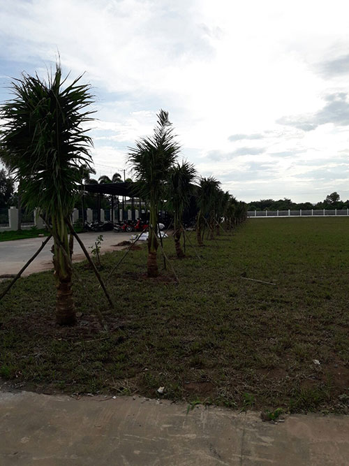 Dịch vụ chăm sóc, bảo dưỡng cây xanh