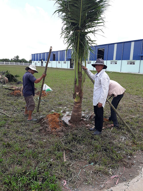 Dịch vụ chăm sóc, bảo dưỡng cây xanh