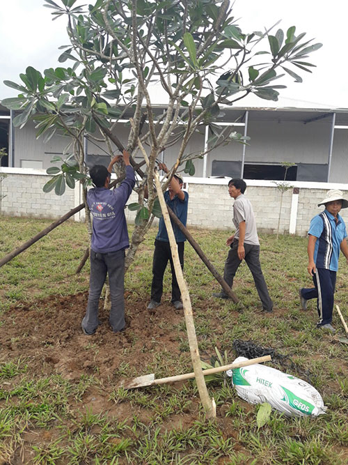 Dịch vụ chăm sóc, bảo dưỡng cây xanh