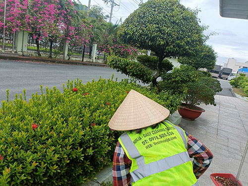 Dịch vụ chăm sóc cây xanh