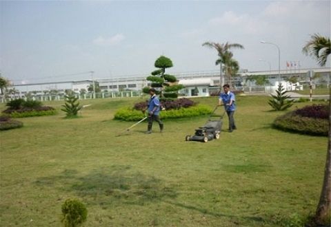 Dịch vụ chăm sóc cây xanh