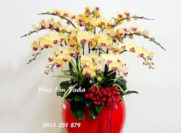 Lan hồ điệp kiểu Châu Âu