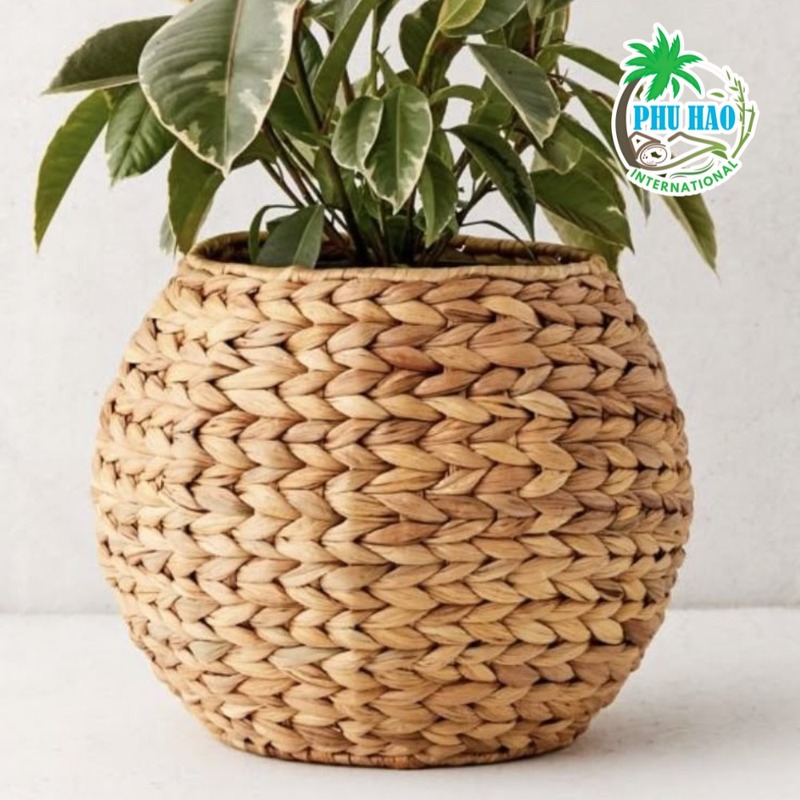 Chậu cây lục bình
