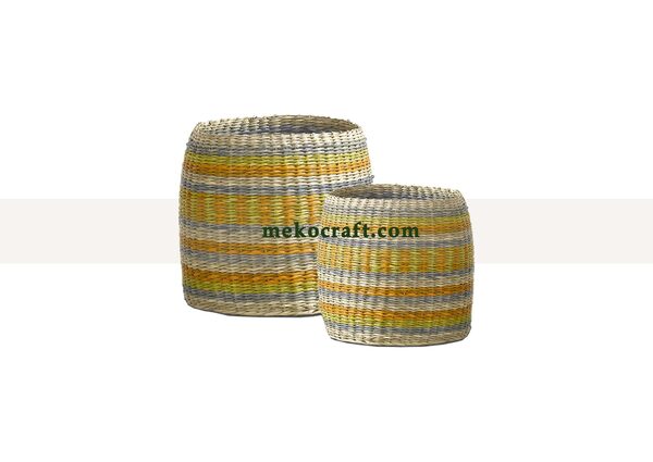 Chậu trồng cây cói