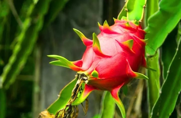 Chống nấm đốm trắng Thanh long